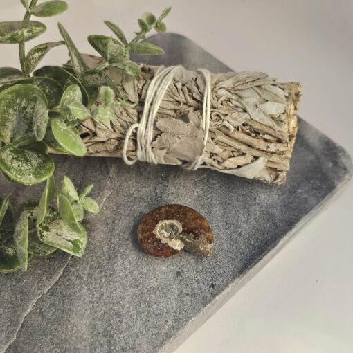 Ammoniet, 8,6 gram